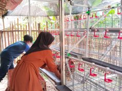 BANTUAN PETERNAK AYAM PROGRAM GAYATRI DESA SUMBERJO TAHUN 2025